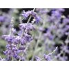 Perovskia lebedolistá  Silvery Blue 'Lissvery'
