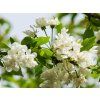 Prunus avium Plena (1)