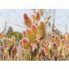 Salix Mount Aso (5)