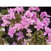 dopia rosa