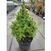 Picea glauca 'Conica Blue' (2)