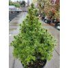 Picea glauca 'Conica Blue' (3)