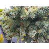 Picea pungens 'Swifty'� (1)