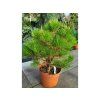 brepo2