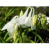 Orlíček obyčajný 'Alba' - Aquilegia vulgaris 'Alba'