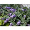 lilac chip
