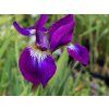 purple kosatec