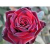 Stromčeková ruža 'Barkarole'