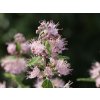 Bradavec klandonský 'Pink Perfection'
