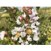 Lagerstroemia 'Nivea'  Lagerstroemia indica 'Nivea'