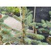 Picea chihuahuana (2)