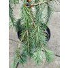 Picea breweriana (2)