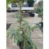 Picea breweriana (1)