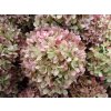 Hortenzia metlinatá 'Graffiti®'