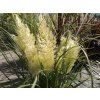 Cortaderia Tiny Pampa (1)