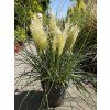Cortaderia Tiny Pampa (3)