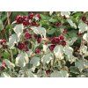 variegata2