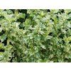 variegata