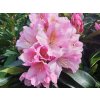 Rododendrón 'Tomasz Wojciech'