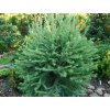 Smrekovec japonský 'Susterzeel'
