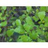golden leaved birch schneverdinger goldbirke