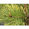 Borovica lesná 'Bialogon'