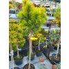 Pinus mugo 'Starkl' (3)