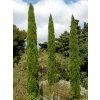 Cyprus vždyzelený 'Totem'  Cupressus sempervirens 'Totem'