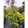 Jedľa Nordmannova 'Robusta Pendula'