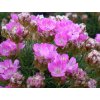 Trávnička trsnatá 'Drake's Deep Form' - Armeria juniperifolia 'Drake's Deep Form'