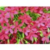 Flox douglasii 'Ochsenblut' - Phlox douglasii 'Ochsenblut'