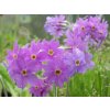 Prvosienka Hallerova - Primula halleri