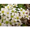 Lomikameň zimmeteri - Saxifraga x zimmeteri