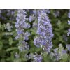 Šanta velkokvětá 'Summer Magic' (PBR) - Nepeta grandiflora 'Summer Magic' (PBR)