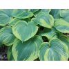 Hosta 'Earth Angel' - Hosta 'Earth Angel'