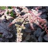 Astilba thunbergii 'Chocolate Shogun' - Astilbe thunbergii 'Chocolate Shogun'