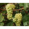 Vinič 'Isabella biela'