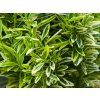 Euonymus Micro (2)