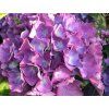fialov�