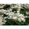 Hortenzia metlinatá 'Dharuma'