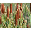 Pálka širokolistá - Typha latifolia