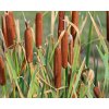 typha