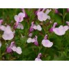 Šalvia Greggova Mirage 'Soft Pink' - Salvia greggii Mirage 'Soft Pink'
