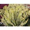 Calluna vulgaris Sarah (2)