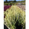 Calluna vulgaris Sarah (1)