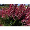 Calluna vulgaris Sabella (1)