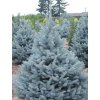 Smrek pichľavý 'Bizon Blue'