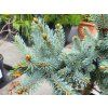 Picea pungens 'Donna's Rainbow' (3)