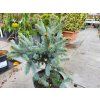 Picea pungens 'Donna's Rainbow' (1)