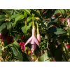 Fuksia magellonská 'Whitenight's Pearl'